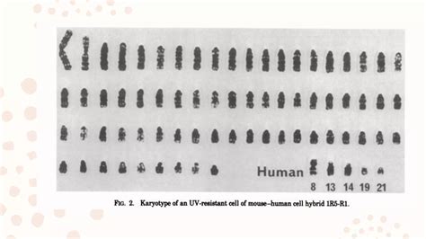 Cell cell hybridization or somatic cell hybridization | PPT