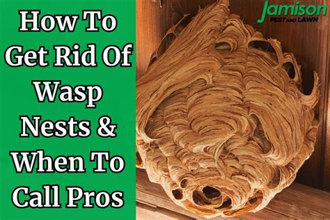 How To Get Rid Of Wasp Nests And When To Call Pros