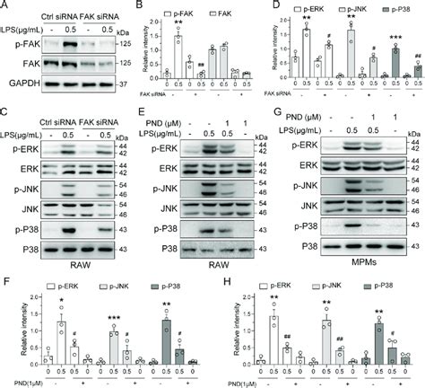 Fak Inhibition Suppresses Lps Induced Mapk Phosphorylation A B Raw