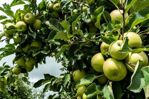 Premium Photo Apple Fruits On Tree In Orchard