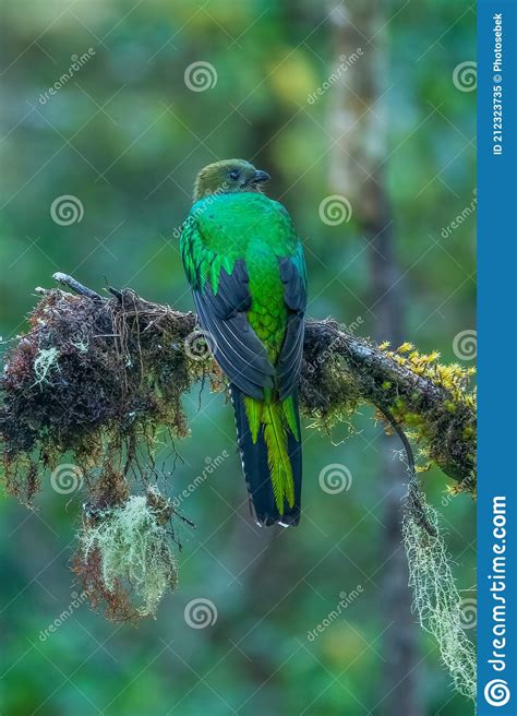 Resplendent Quetzal Pharomachrus Mocinno From Savegre In Costa Rica