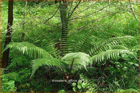 Geschubde Mannetjesvaren Dryopteris Affinis Mannetjesvaren Kopen