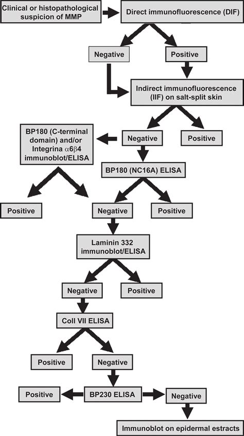 Mucous membrane pemphigoid serological algorithm. | Download Scientific ...