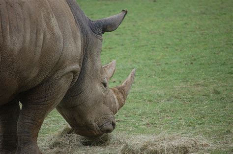 Rhinoceros Rhino Eating - Free photo on Pixabay - Pixabay