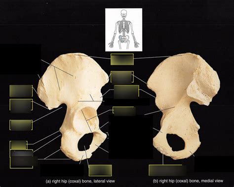 Coxal Bone Diagram Quizlet