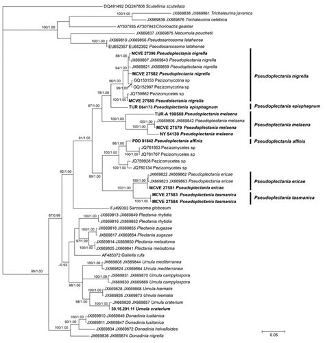 Bayesian Consensus Tree Obtained From The Combined Its Lsu Sequence