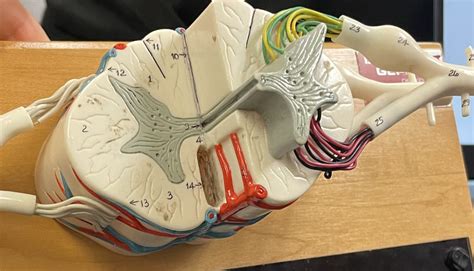 Lab Exam Spinal Cord Diagram Quizlet