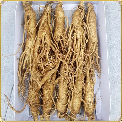 Nhân sâm Hàn Quốc cao cấp loại 6 củ/kg NS004