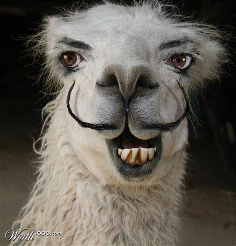 Dali Llama Funny Llama Pictures Funny Animal Faces Llama Pictures