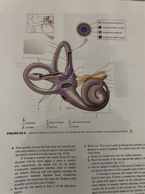 Structures Of Inner Ear Diagram Quizlet