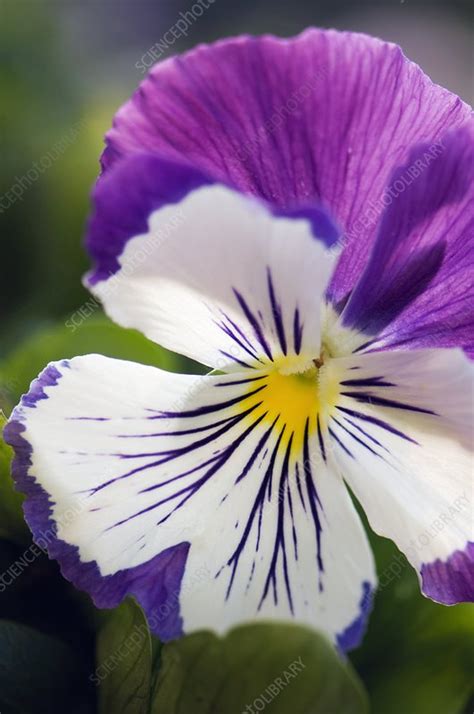 Pansy Viola X Wittrockiana Stock Image C0108647 Science Photo