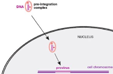 provirus creation  reverse transcription  scientific diagram