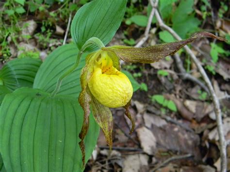 Yellow Lady Slipper Lady Slipper Orchid Wild Orchid Native Plants