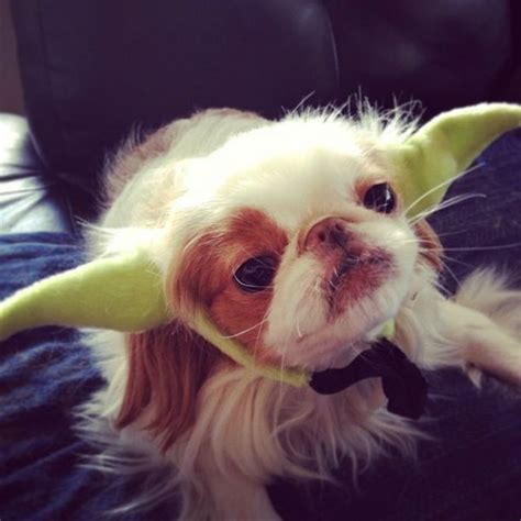 47 Funny Pet Costumes