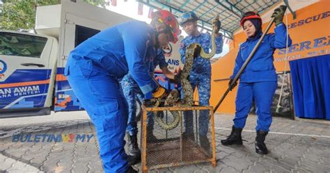 Cuaca Panas 366 Ular Ditangkap Sejak Bulan Lalu Di Seremban Nilai