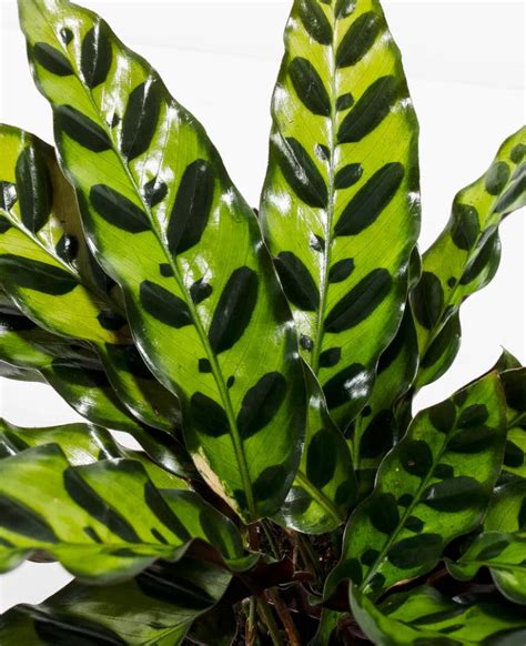 Calathea Plant Presentation, Care Guide & Growing Tips