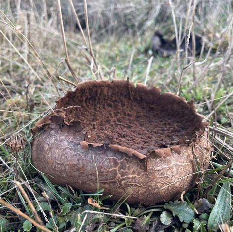 El Reino Fungi Un Fant Stico Mundo Poblado De Hongos