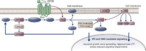 Phosphatidylinositol Pathway