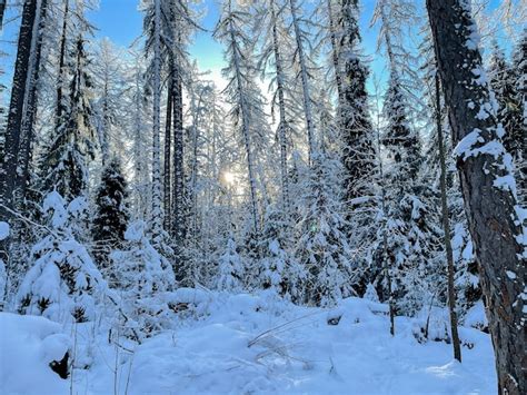 Premium Photo | Winter sunny forest landscape.