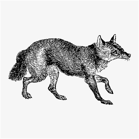 Jackal canine illustration vector | Premium Vector - rawpixel