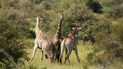 Tres jirafas en el campo de hierba marrón durante el día rompecabezas