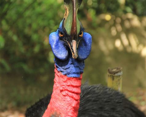 Amazing Facts About Cassowary - Taman Safari Bali