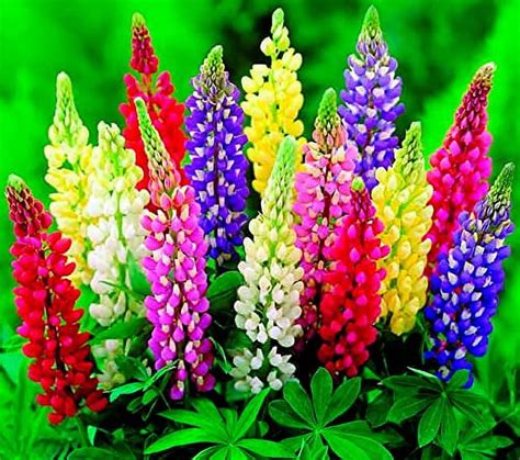 Kira Seeds Dwarf Mmf Lupin Mix Perennial Flowers For Planting