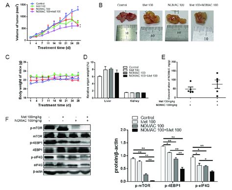 Metformin Increased The Inhibitory Effect Of Nomac And Strengthened Download Scientific Diagram