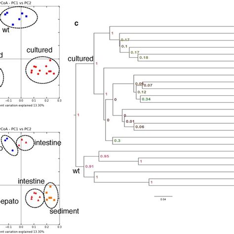 Beta Diversity Analysis Unweighted Principal Coordinate Analysis