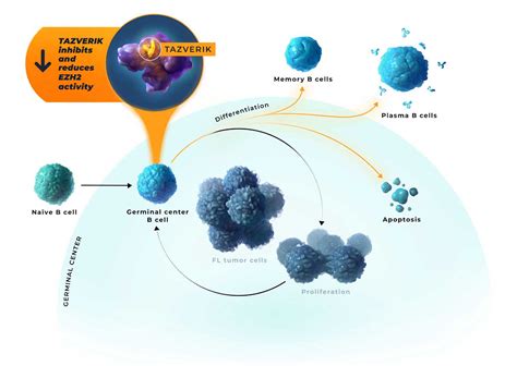 TAZVERIK® (tazemetostat) | Mechanism of Action | HCP