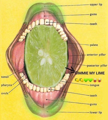 Pin On Gimmie Ma Lime