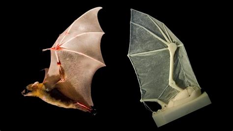 Robot Bat Wings Give Us a Glimpse Of the Future Of Vampires