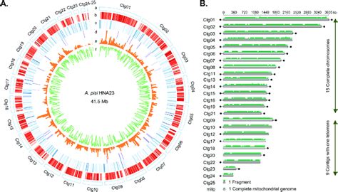 Overview Of The A Pisi HNA23 Genome A Circos Plot Of Key Genome