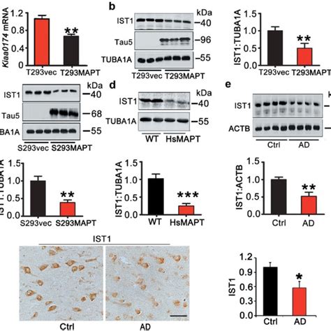 Overexpression Of Hsmapt Decreases Ist1 Mrna And Protein Levels A C