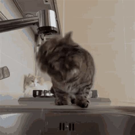 Cat Drinking Water GIF - Cat Drinking Water - Discover & Share GIFs