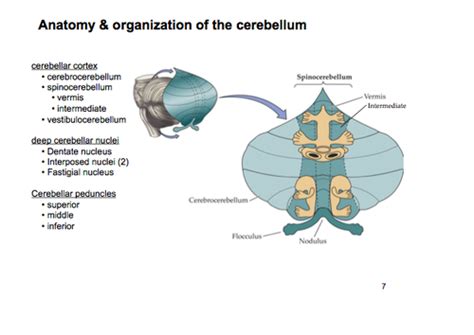 Modulation Of Movement By The Cerebellum Flashcards Quizlet