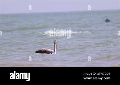 Hd Close Up Video Of The Pink Backed Pelican Or Pelecanus Rufescens Is