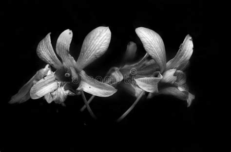 Orchid Flower on Black and White Photography Stock Photo - Image of ...