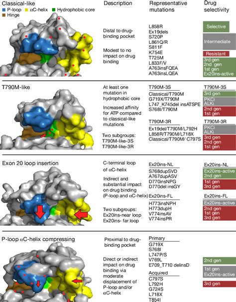 Egfr Mutations Can Be Divided Into Four Distinct Subgroups