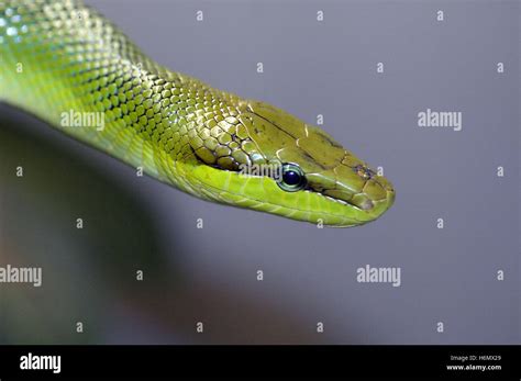 Macro Reptiles Hi Res Stock Photography And Images Alamy