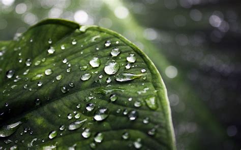 Wallpaper Sunlight Leaves Nature Water Drops Green Dew Leaf