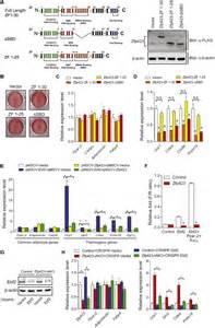 Zfp423 Maintains White Adipocyte Identity Through Suppression Of The