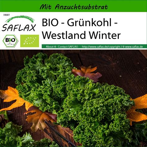 Saflax Gr Nkohl Westland Winter Kaufland De