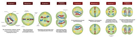 Meiosis I and Meiosis II: What is their Difference? | Albert.io