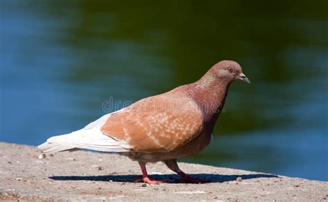 Brown pigeon stock photo. Image of pigeon, nature, backgrounds - 5312908