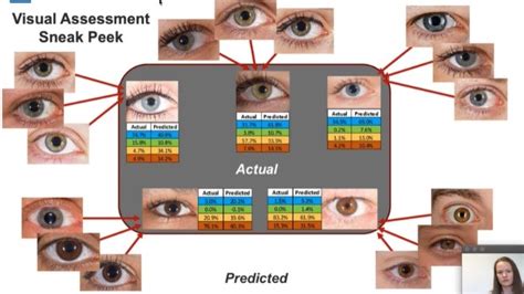 Analyzing Eye Color Genetics Chart And What You Need To Know Pin By Annalese Rose On Random