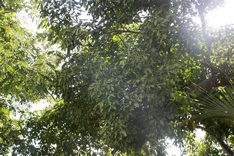 Guinep Tree