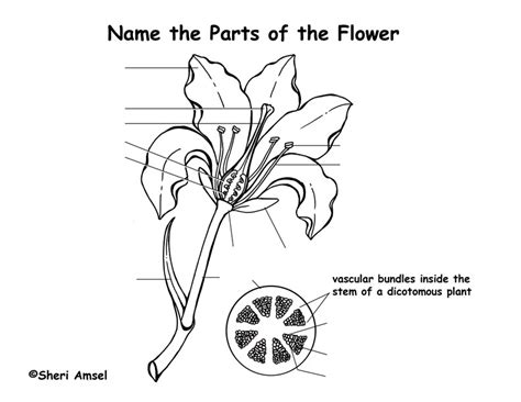 14 Printable Worksheet Parts Of A Flower Free Pdf At