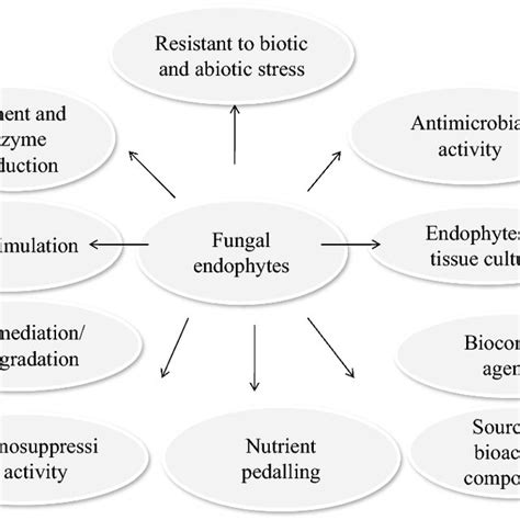 Roles And Applications Of Fungal Endophytes Download Scientific Diagram