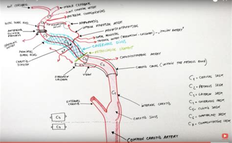 Arterial Anatomy And Strokes Flashcards Quizlet